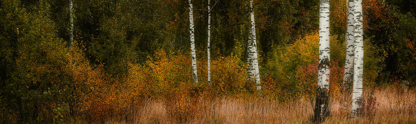 Arbres à croissance rapide
