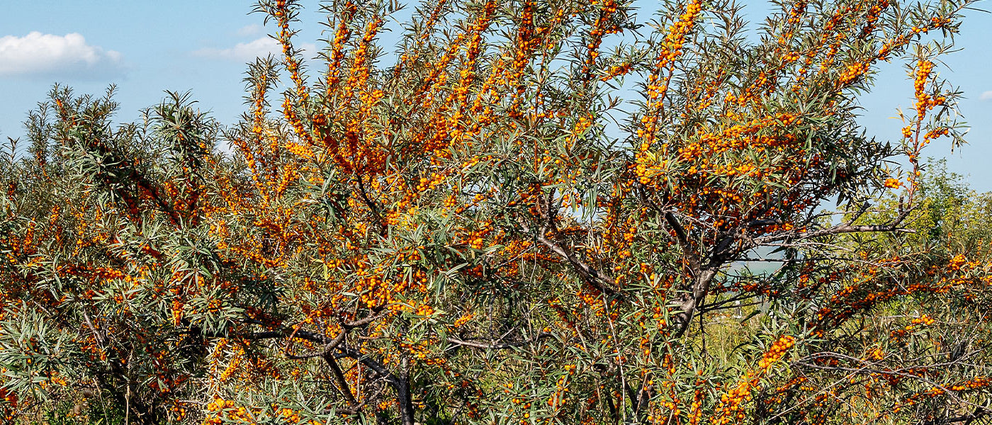 Argousier - Hippophae
