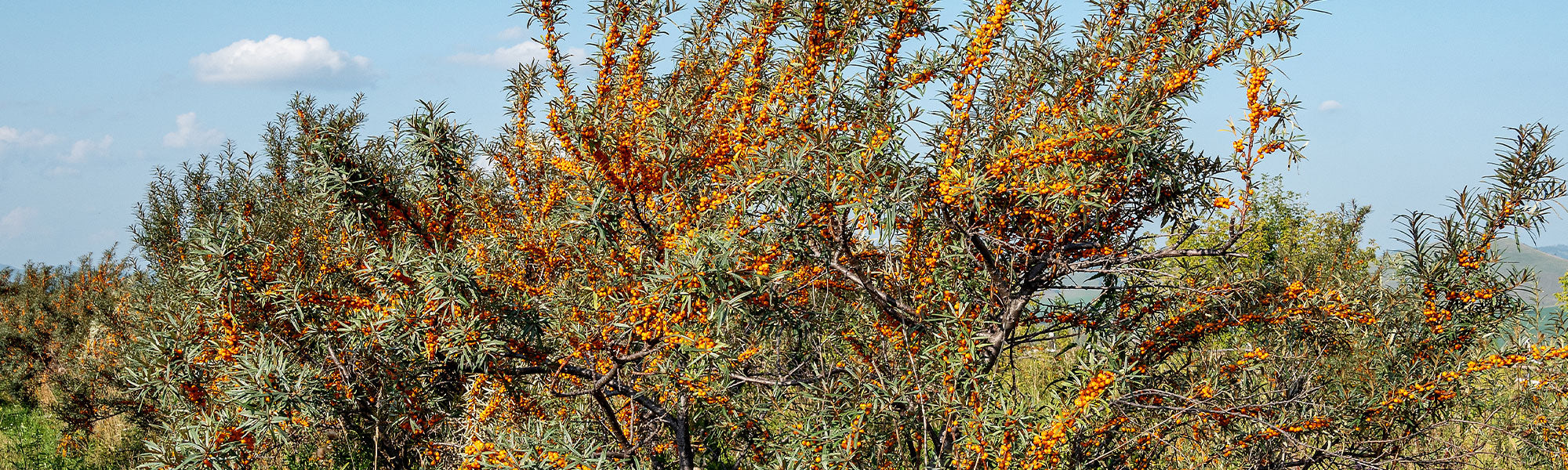 Argousier - Hippophae