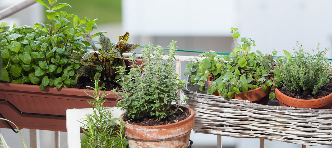 Aromatiques pour Balcon