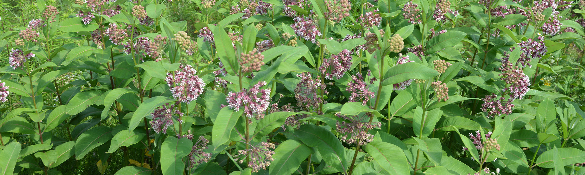 Asclépiade incarnate - Asclepias incarnata