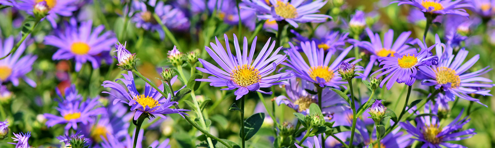 Aster écarté - Aster divaricatus