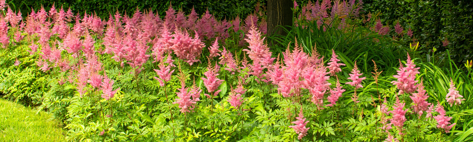 Astilbe de Chine - Astilbe chinensis