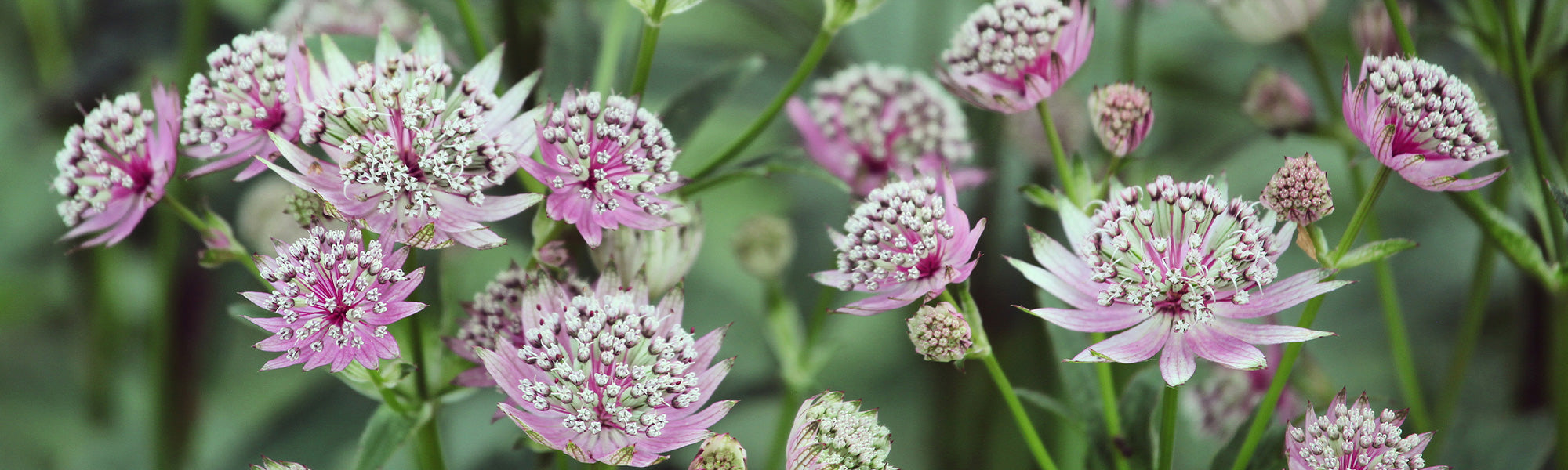 Grande astrance - Astrantia major