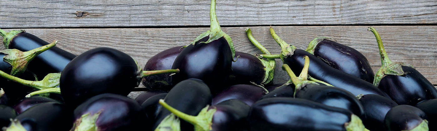 Plants d'aubergines