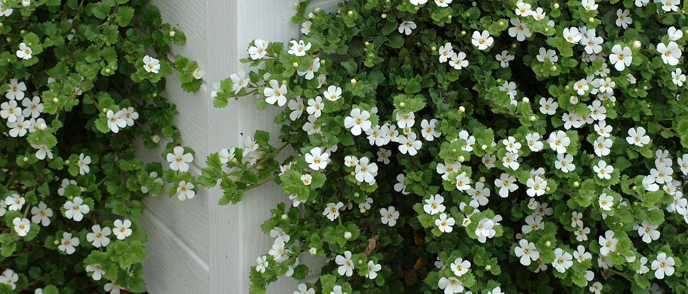 Bacopa