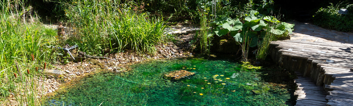 Plantes pour bassin : conseils et inspirations
