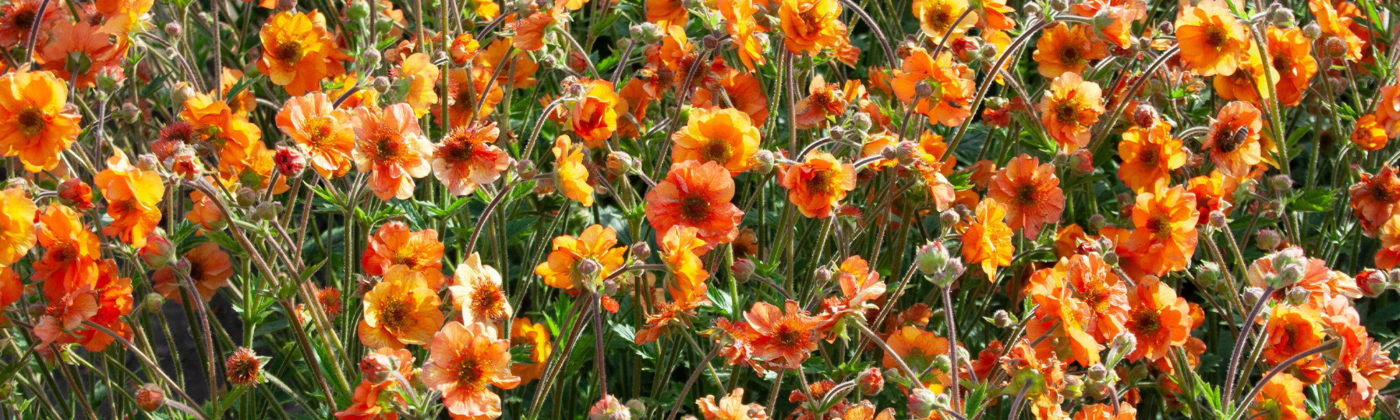 Benoîte écarlate - Geum coccineum