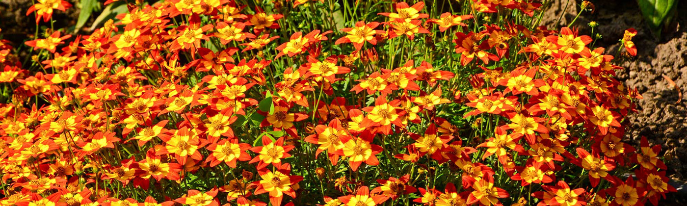 Bidens