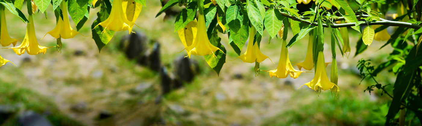 Plantes annuelles