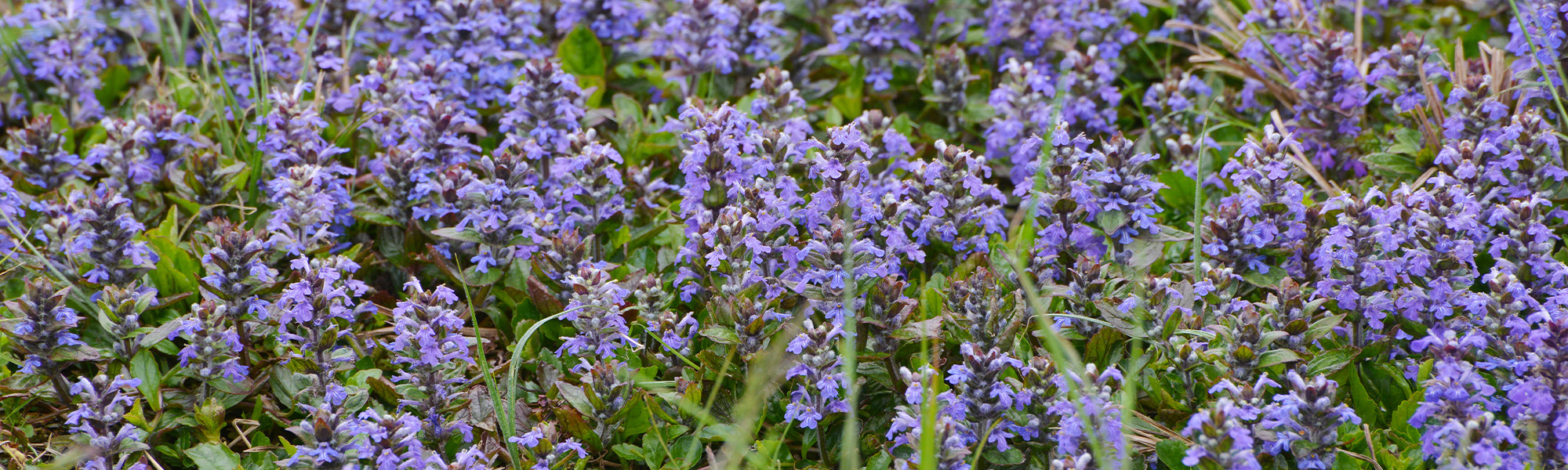 Bugle de Tenore - Ajuga tenorii