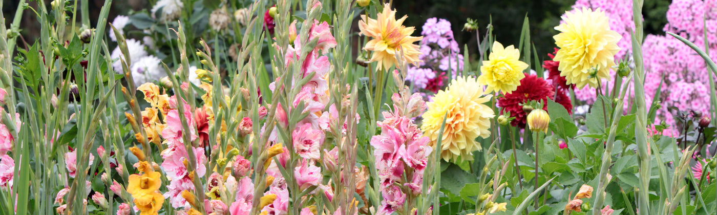 Bulbes à floraison estivale