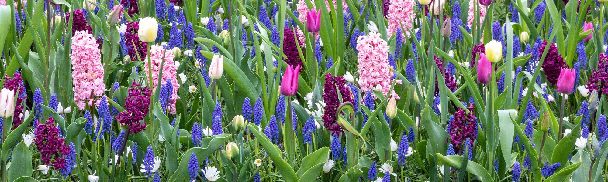 Bulbes à floraison printanière