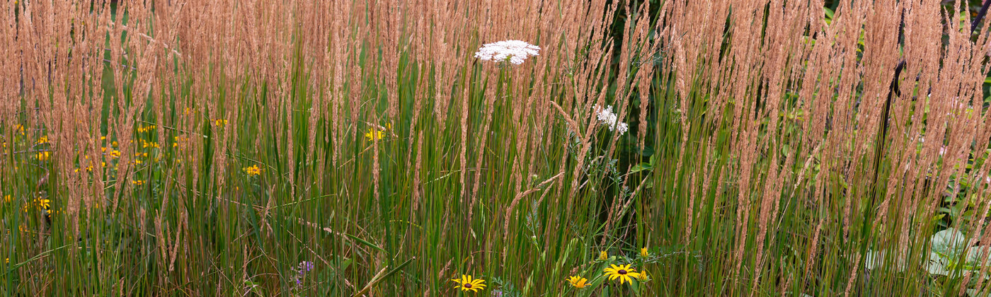 Calamagrostide - Calamagrostis