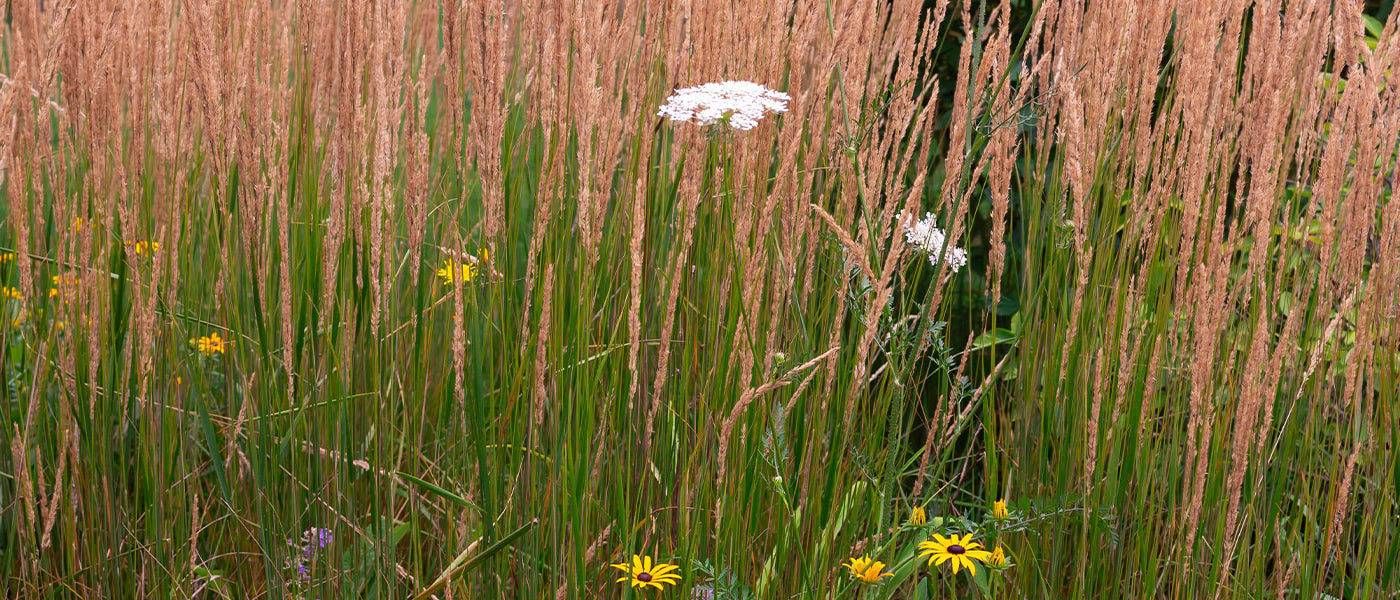 Calamagrostide - Calamagrostis