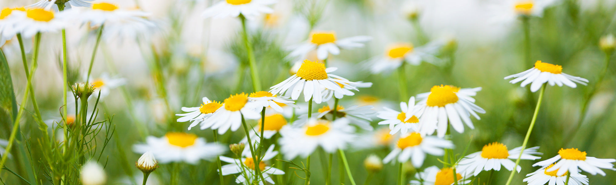 Camomille matricaire - Matricaria chamomilla