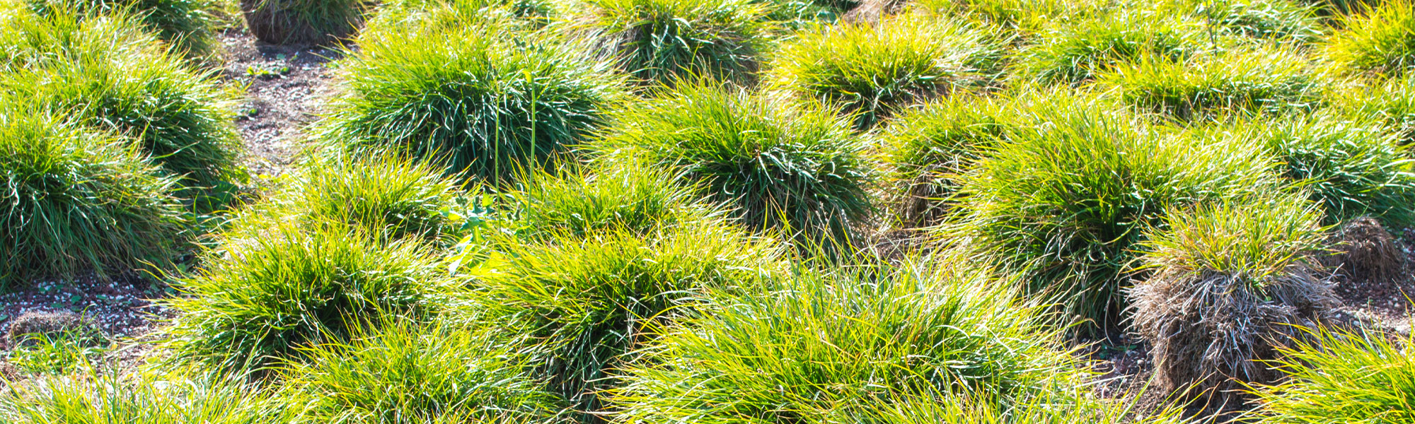 Laîche élevée - Carex elata