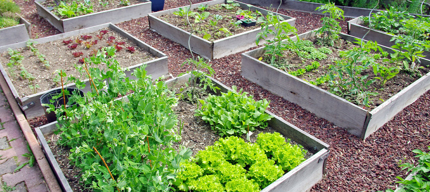 Carré potager