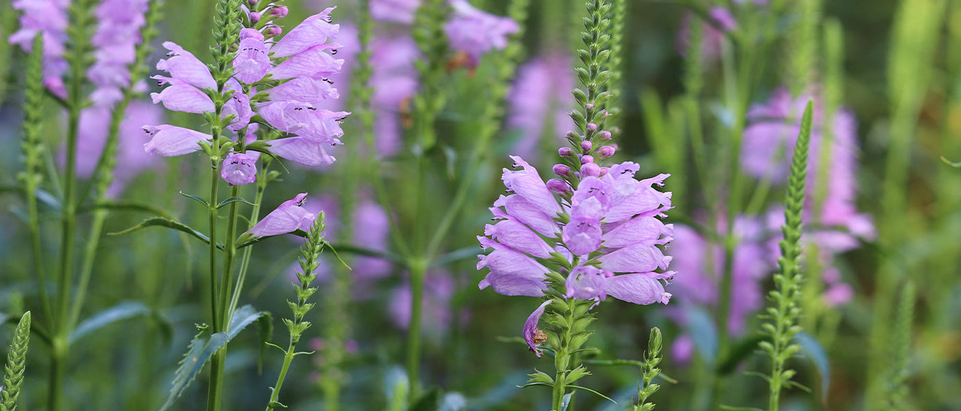 Cataleptique de Virginie - Physostegia virginiana