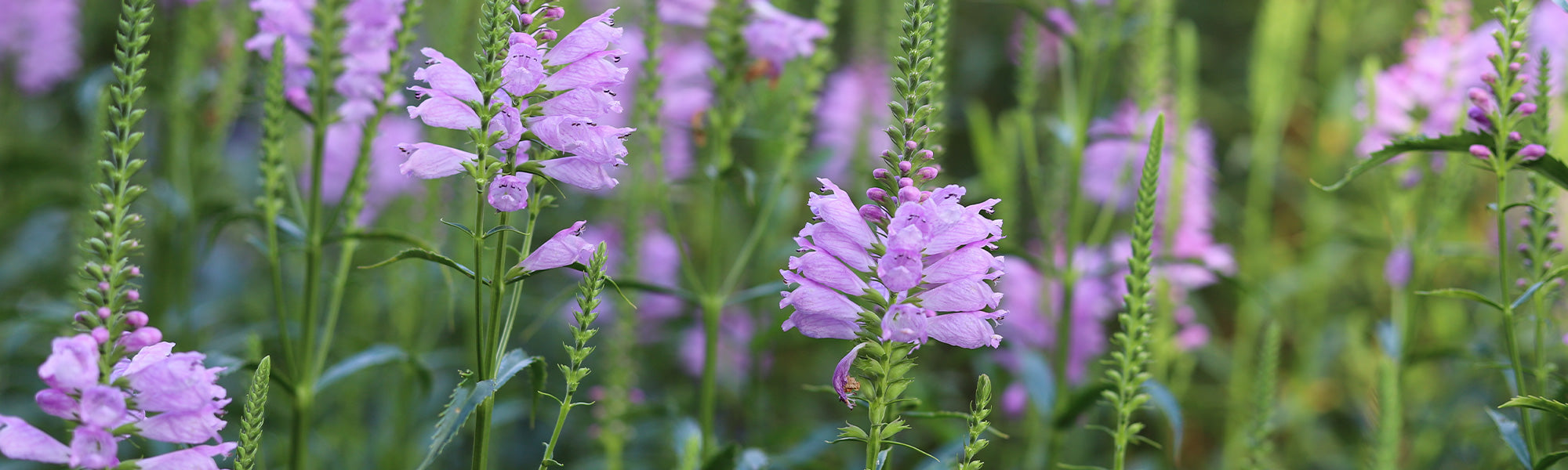 Cataleptique de Virginie - Physostegia virginiana