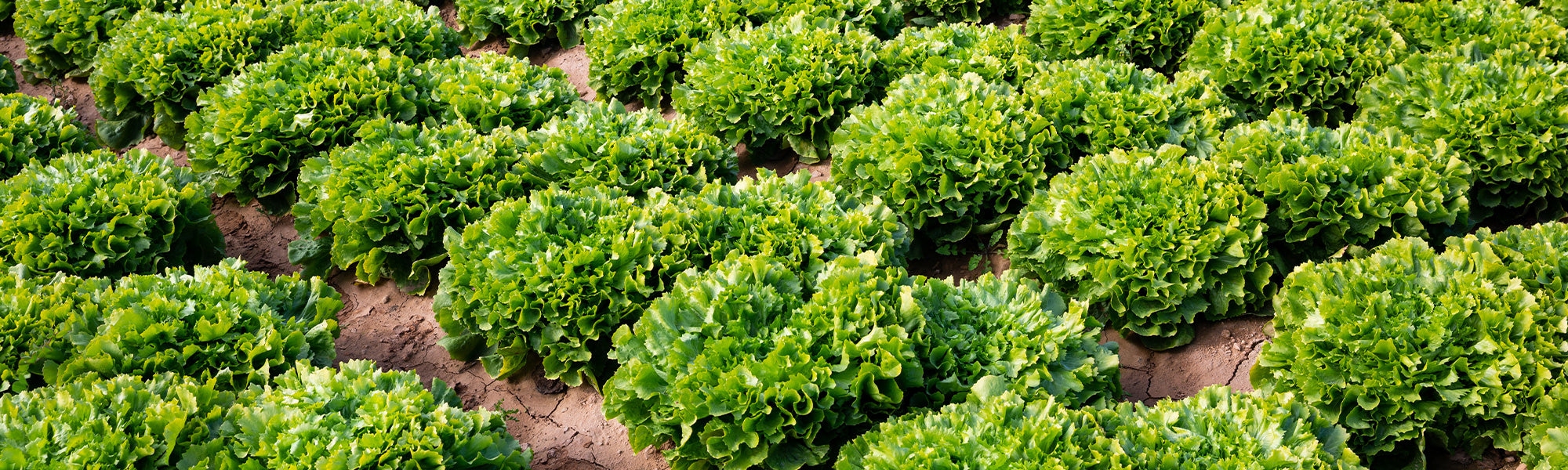 Chicorée - Cichorium