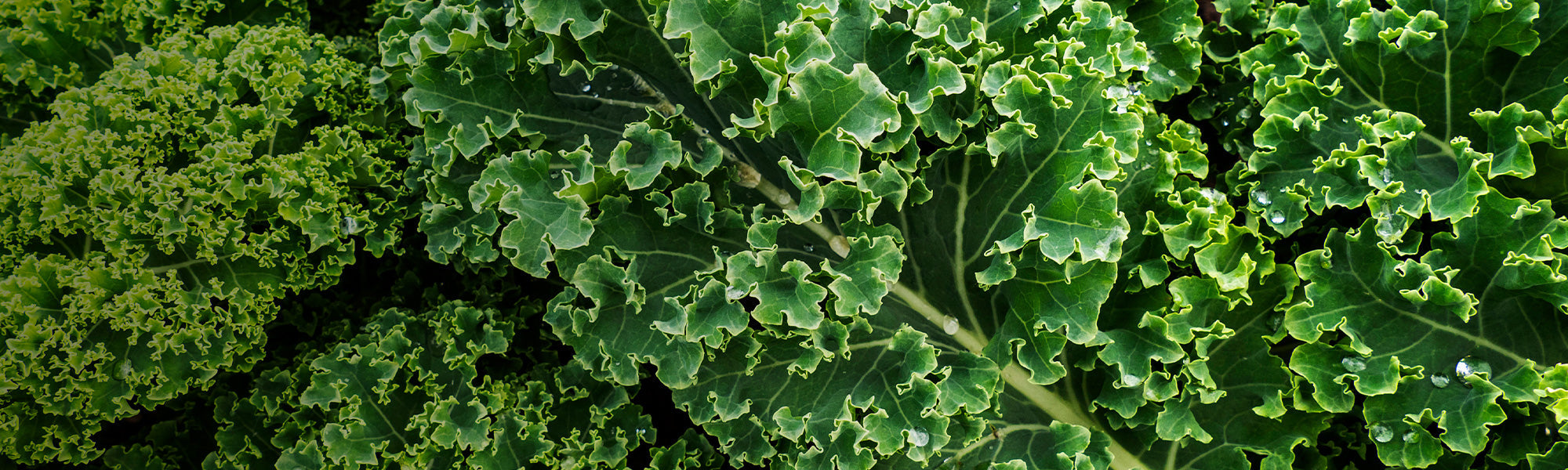 Choux frisés kale