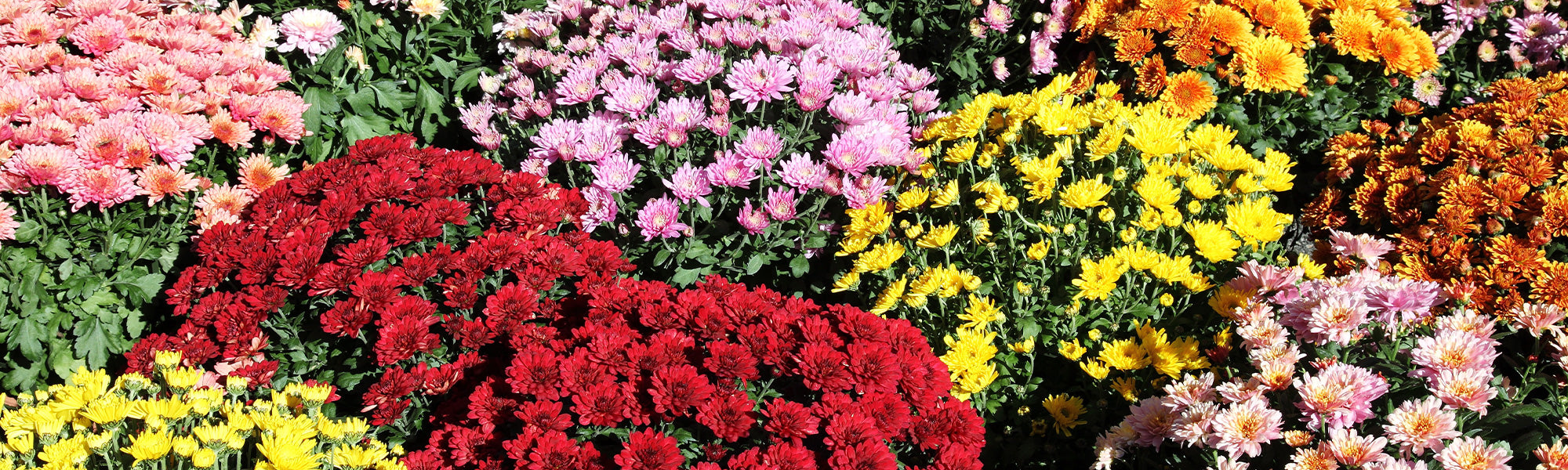 Chrysanthème d'Inde - Chrysanthemum indicum