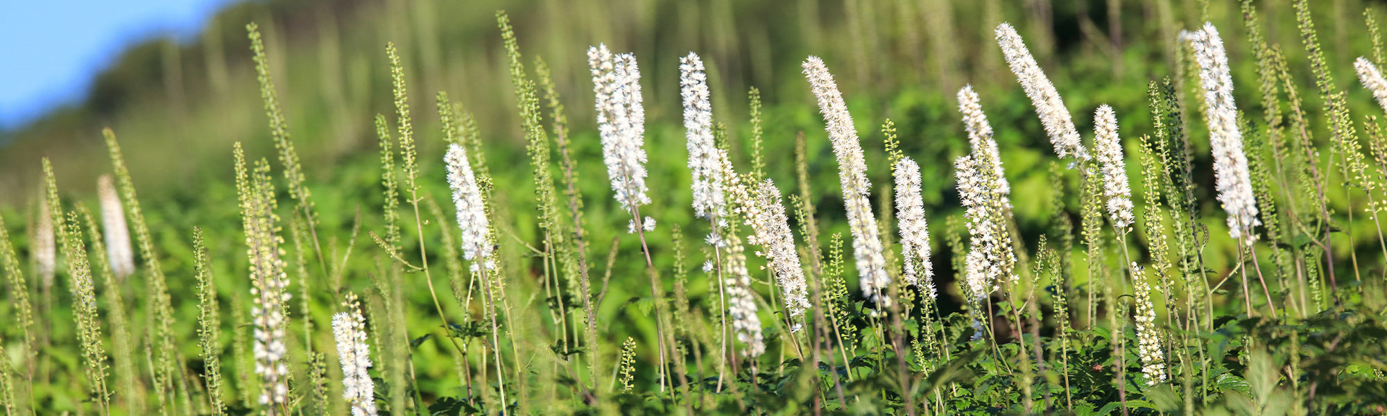 Cimicaire à grappes - Actaea racemosa
