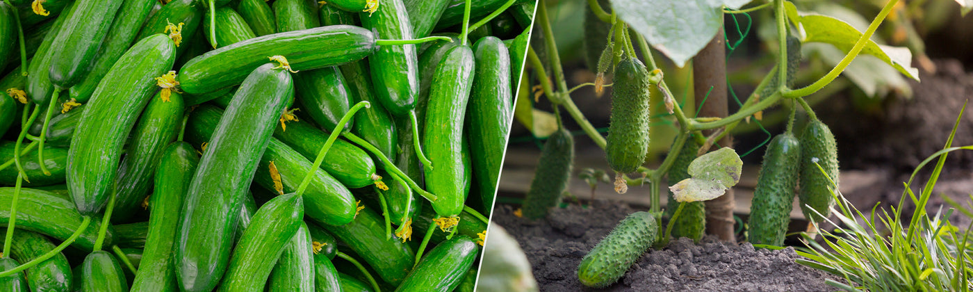 Plants de concombres et cornichons