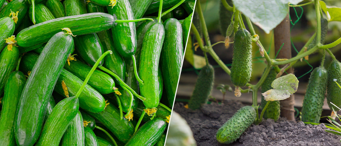 Plants de concombres et cornichons