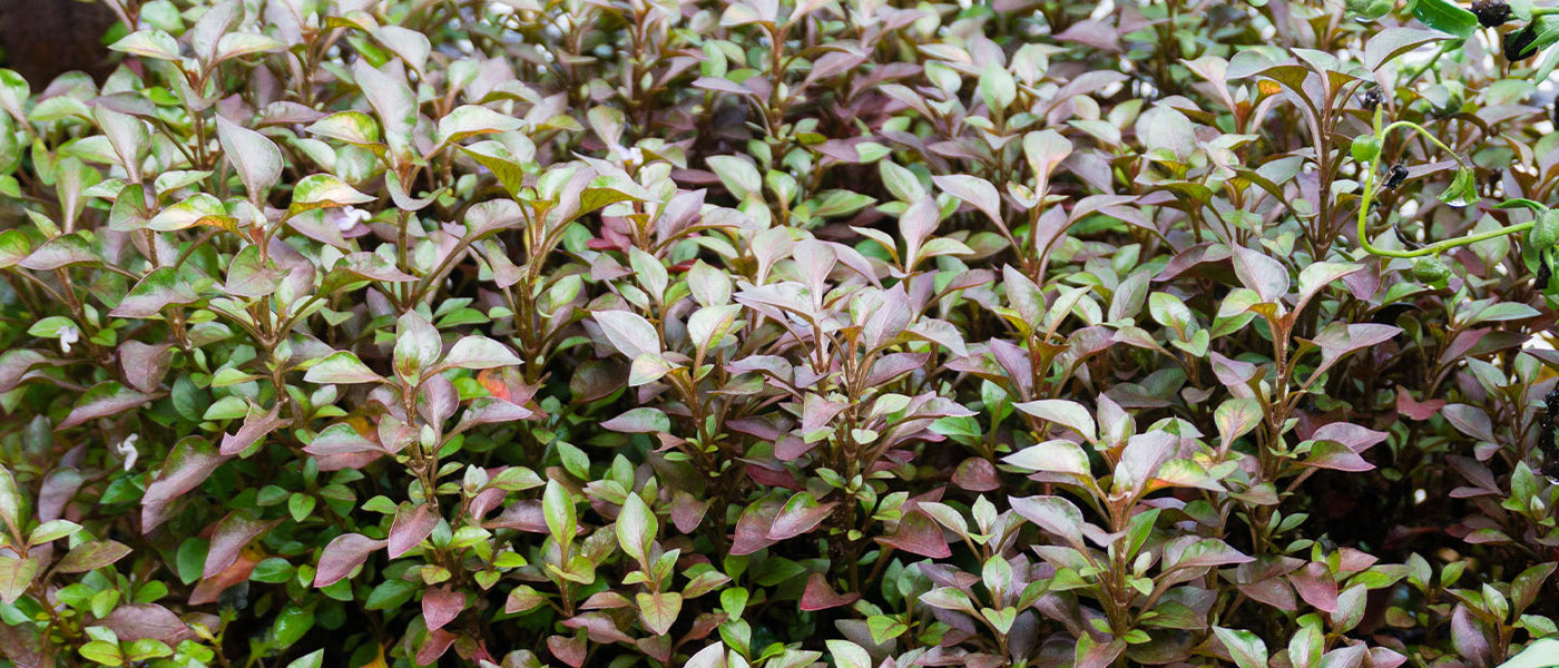 Coprosma
