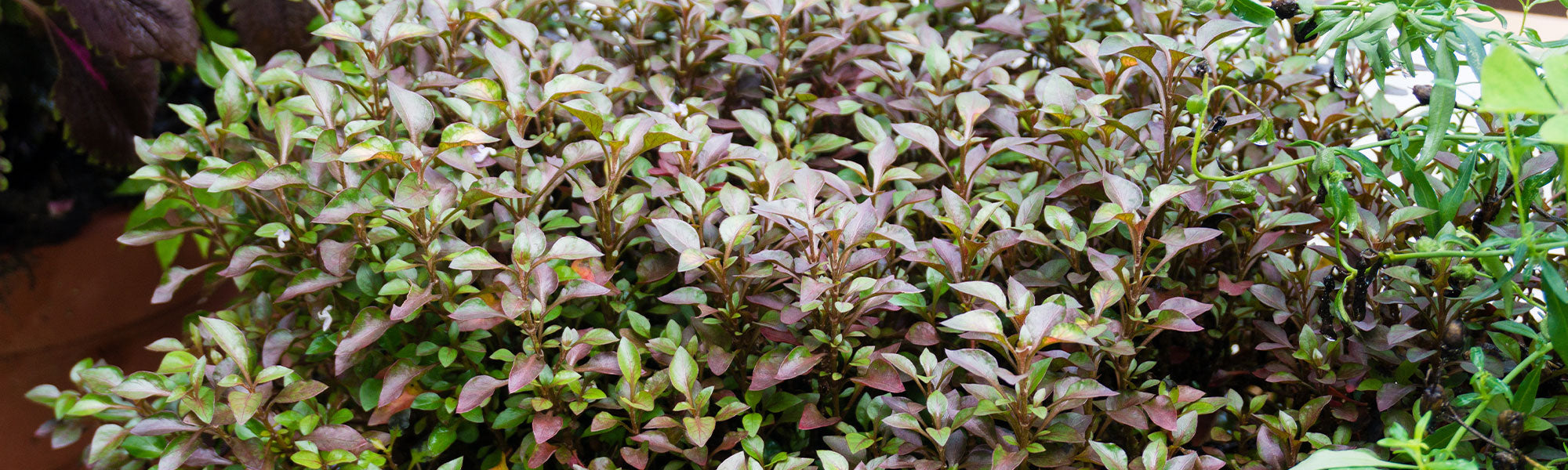 Coprosma