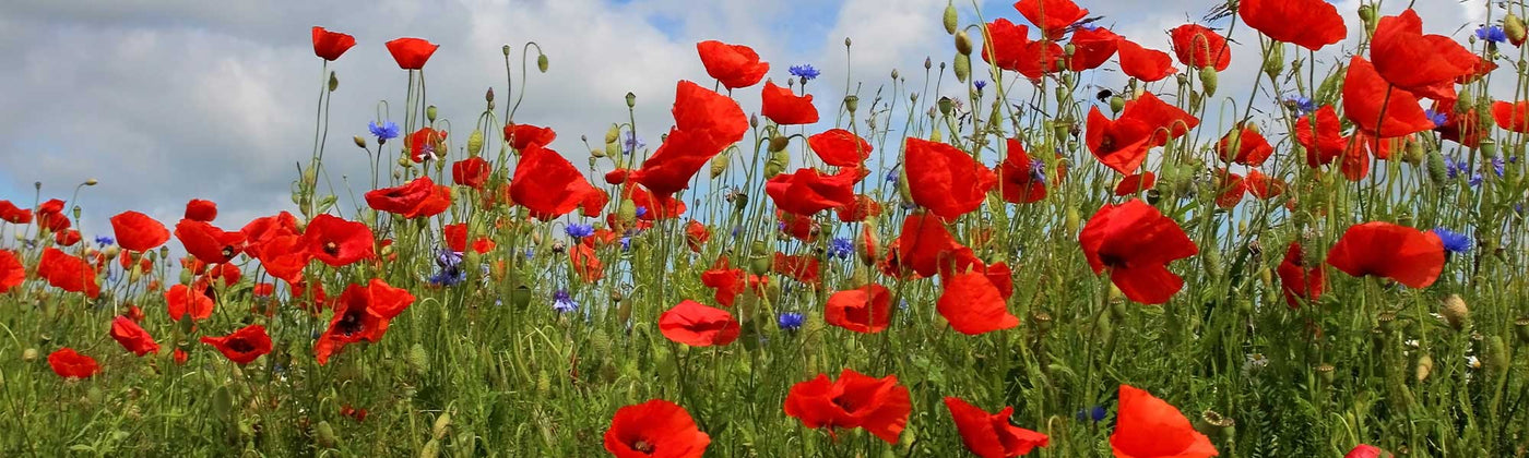 Coquelicot - Papaver rhoeas