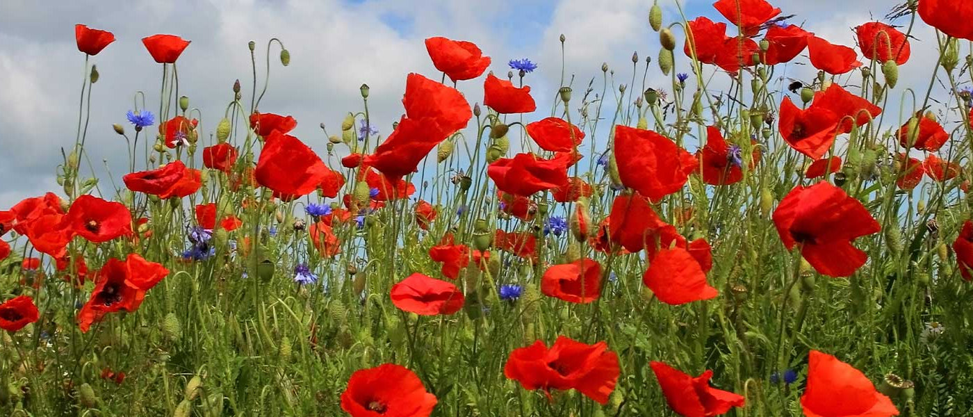 Coquelicot - Papaver rhoeas