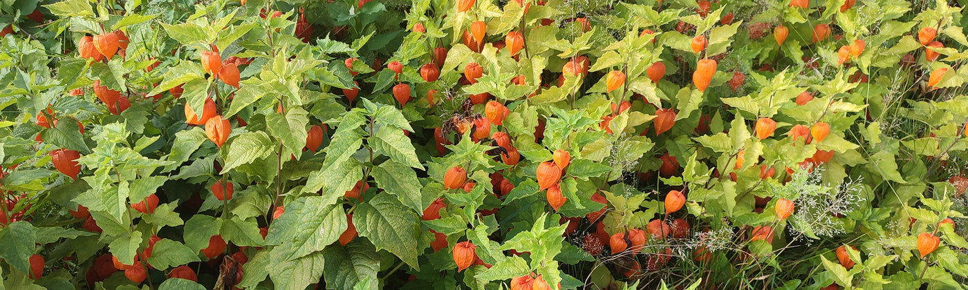 Coqueret - Physalis