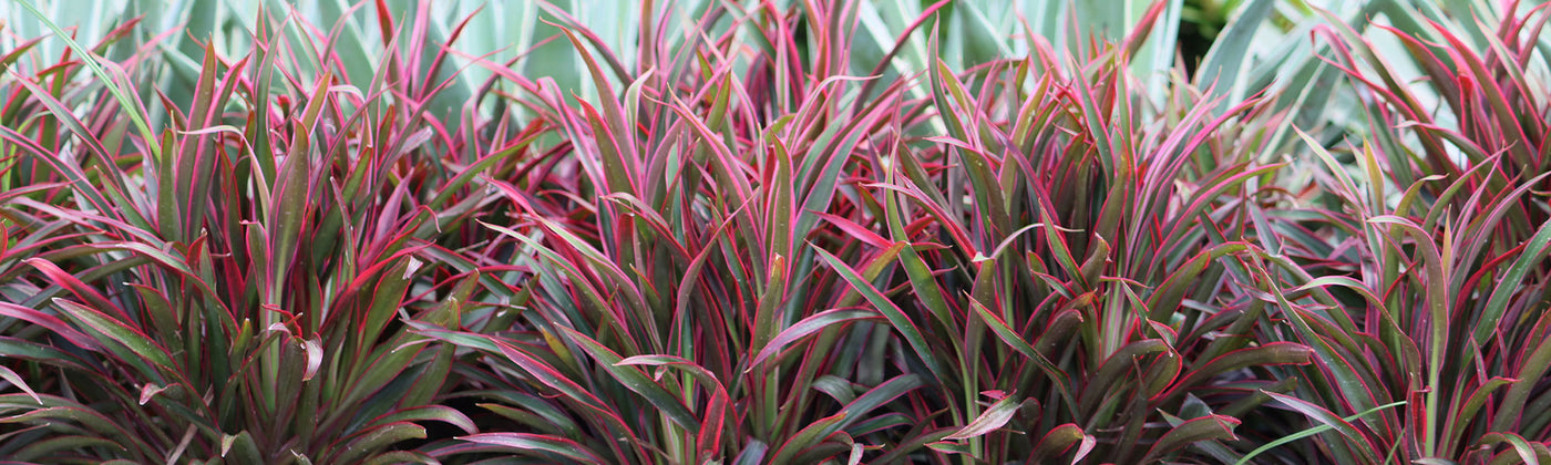 Cordyline