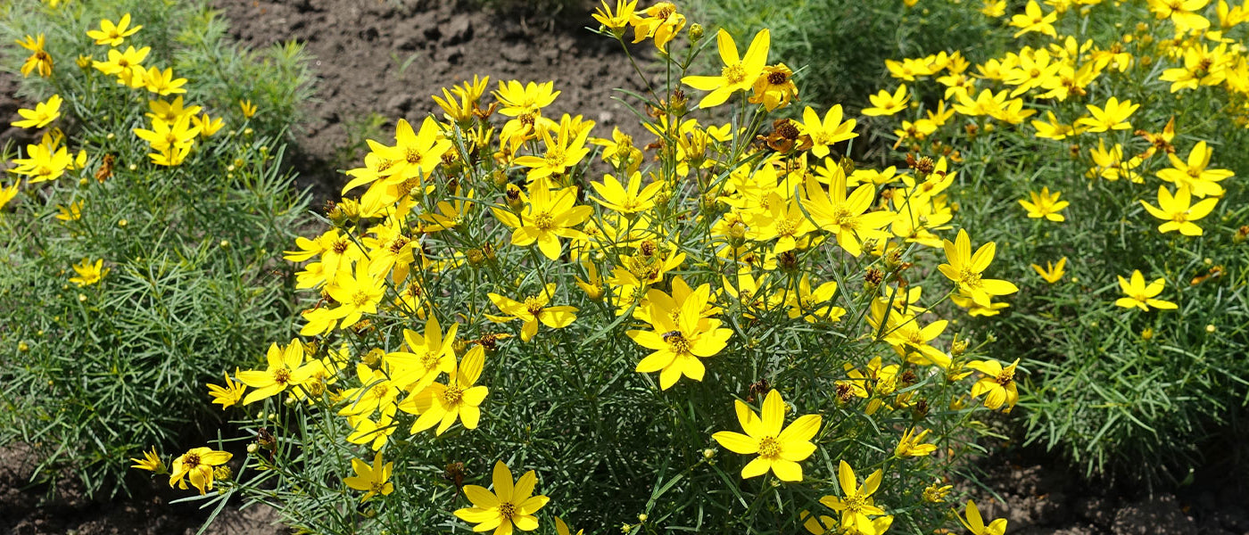 Coréopsis - Coreopsis