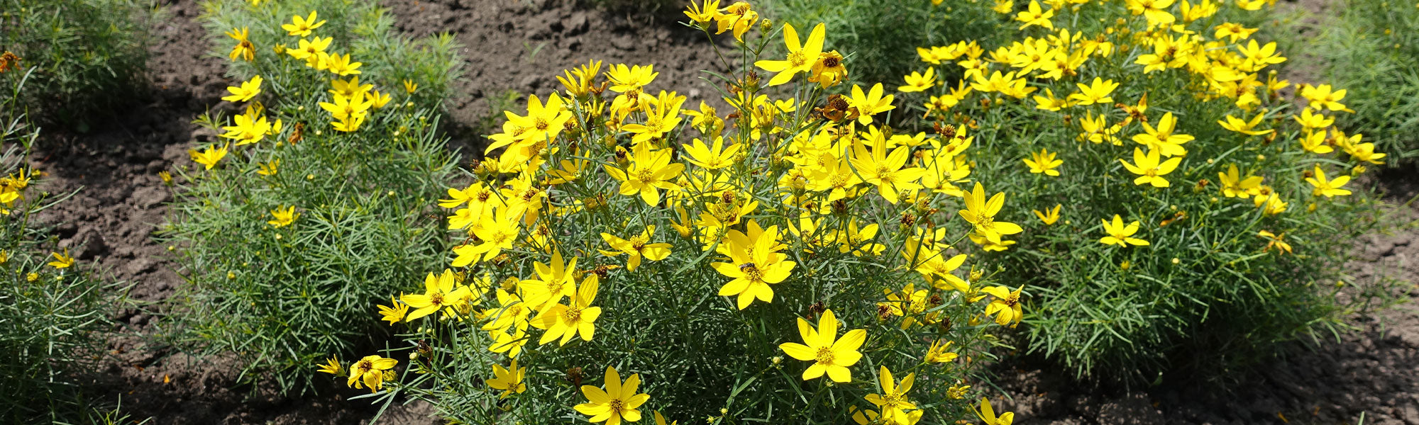 Coréopsis - Coreopsis