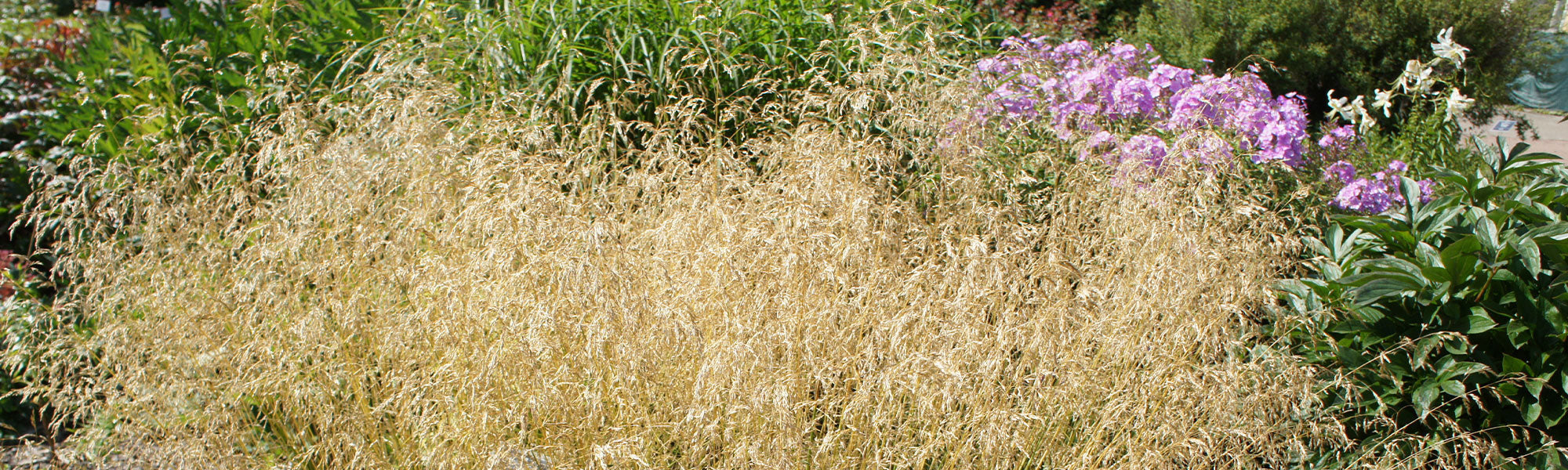 Deschampsie - Deschampsia