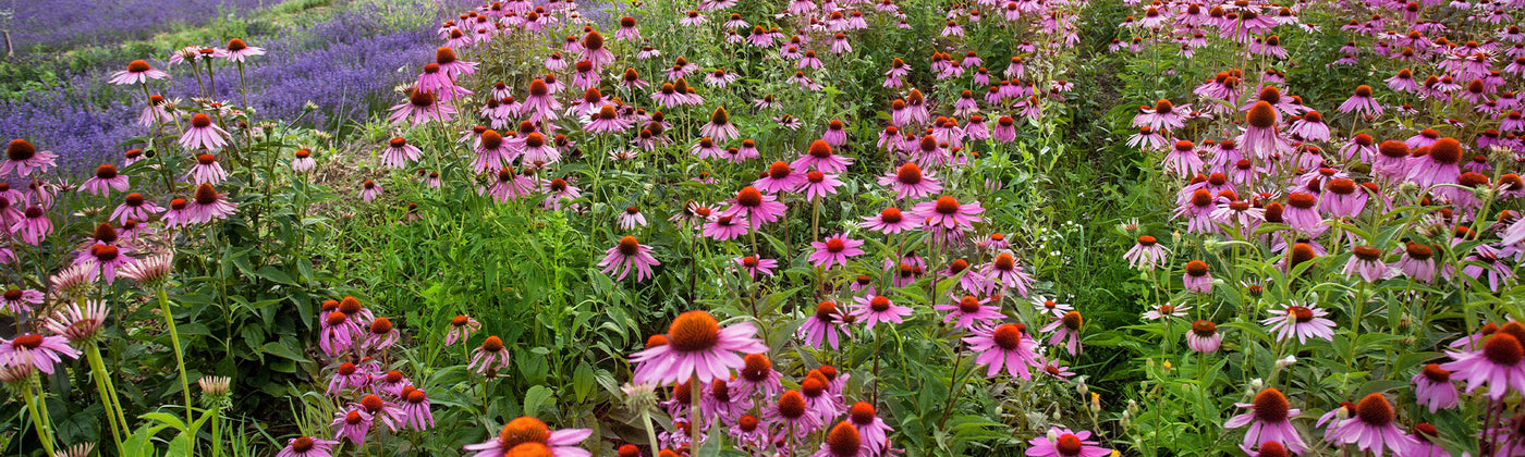 Échinacée - Echinacea