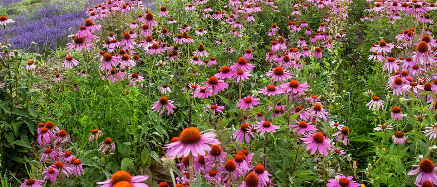 Échinacée - Echinacea