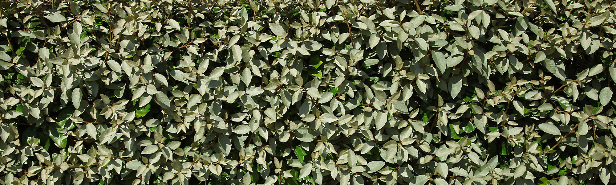 Chalef piquant - Eleagnus pungens