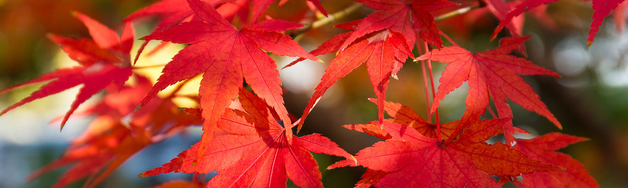 Acer dissectum
