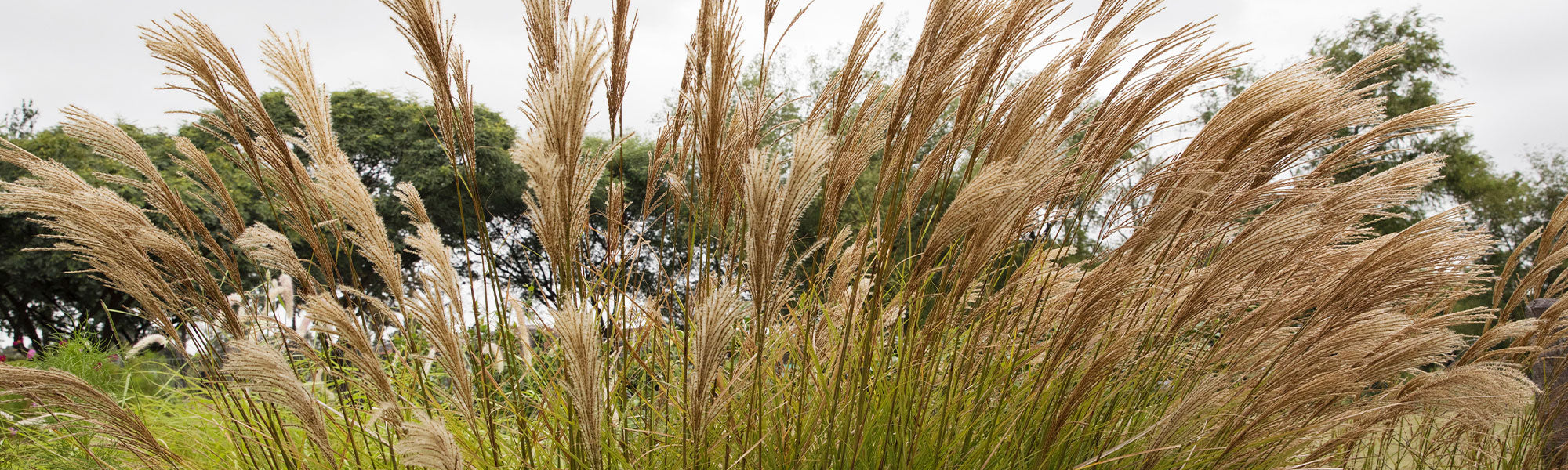 Eulalie de Chine - Miscanthus sinensis