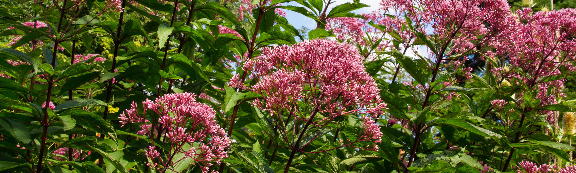 Eupatoire maculée - Eupatorium maculatum