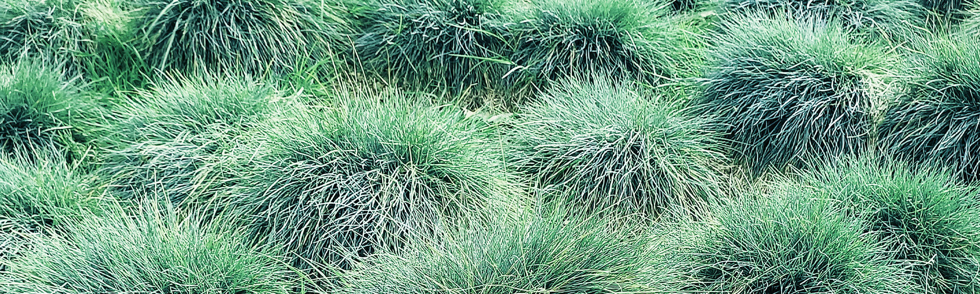 Fétuque des moutons - Festuca ovina