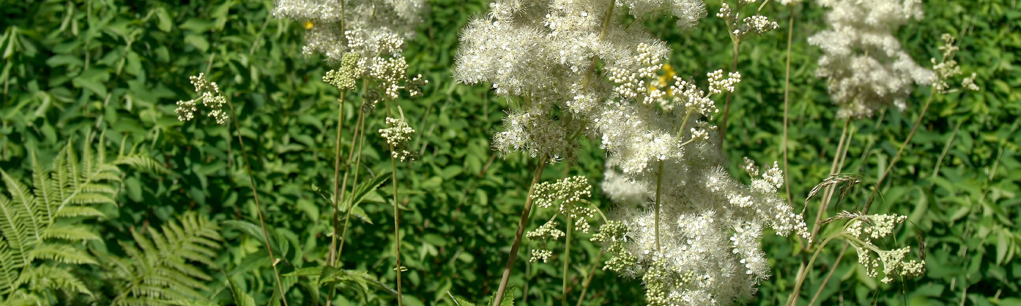 Filipendule commune - Filipendula vulgaris