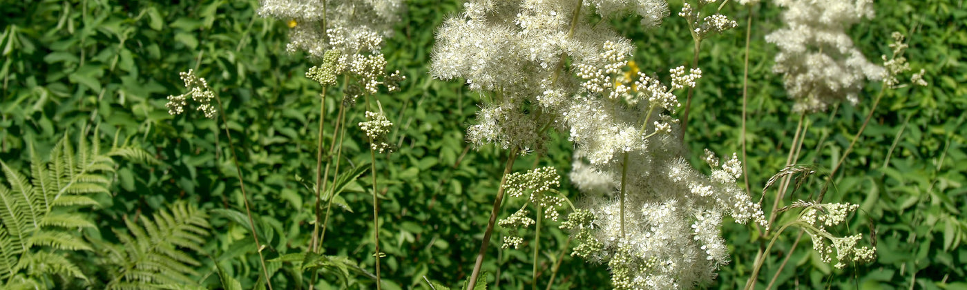 Filipendule