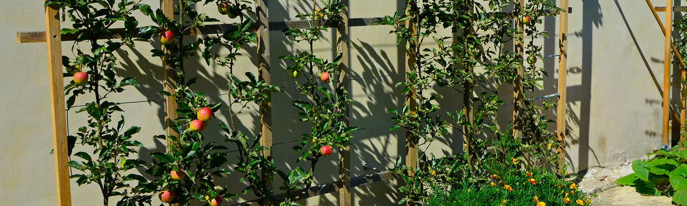 Petit jardin fruité