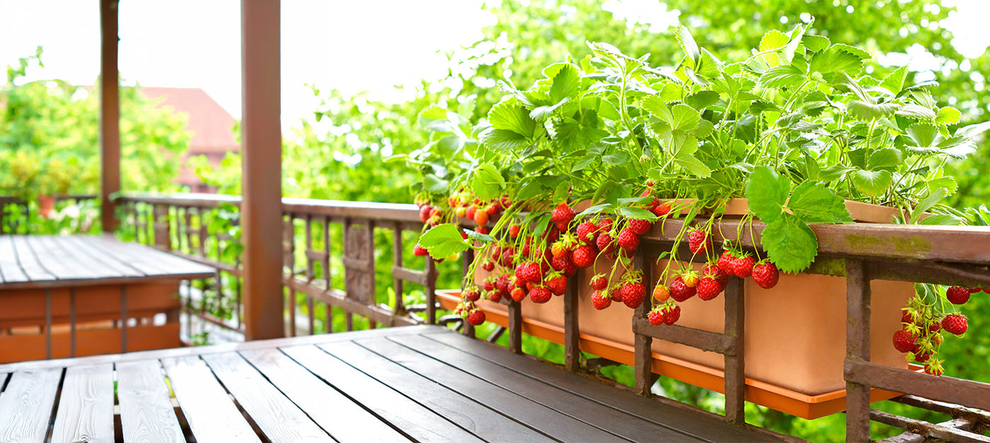Fruits sur mon balcon